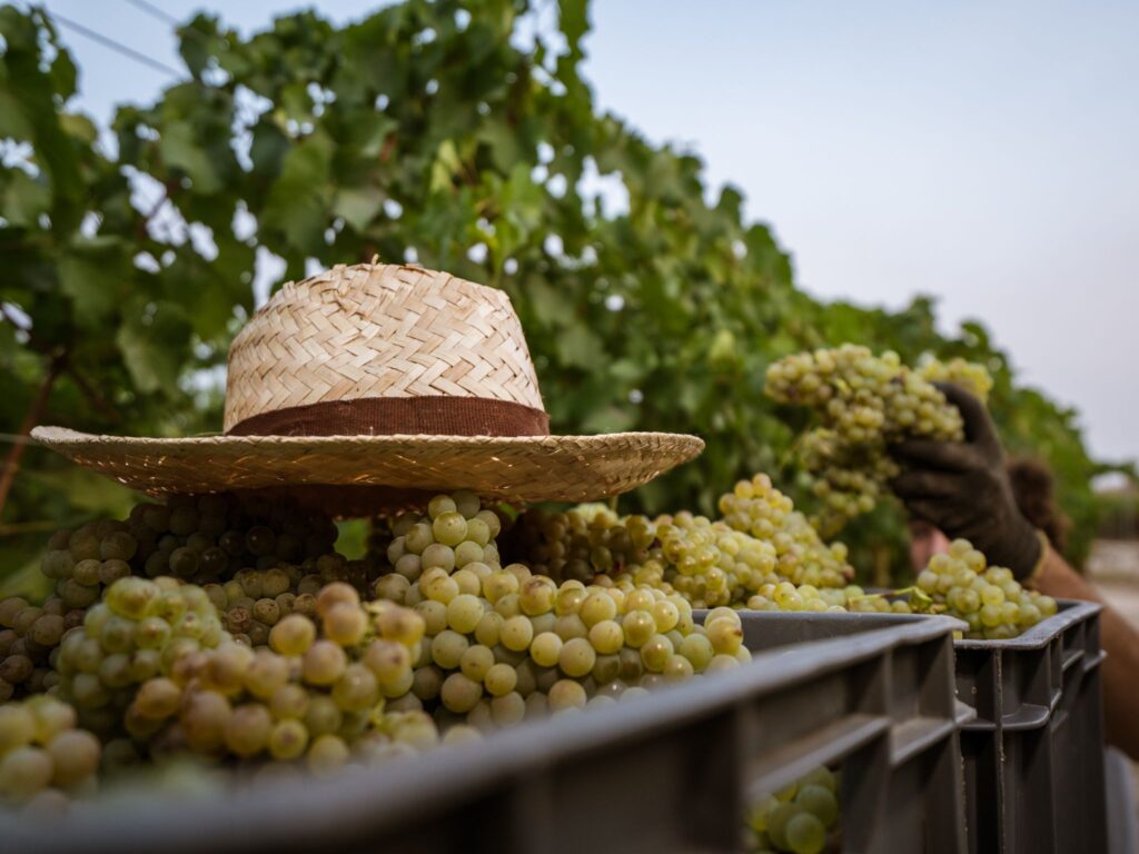 Mesquida Mora, one of the most authentic wineries in Mallorca.