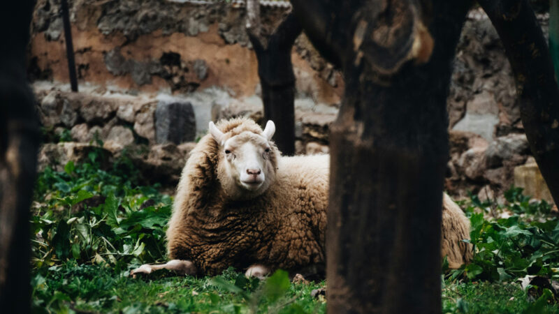 Sheep resting in thje Sóller valley during winter season.